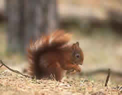 Red squirrel. Photo: Dave Mallon