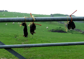 moles on gibbet