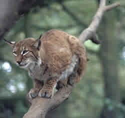 European Lynx