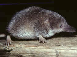 Pygmy shrew. Photo: Derek Whiteley