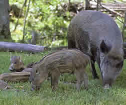 Boar and piglets