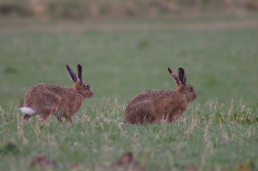 Two brown hares.Photo: Steve Lonsdale
