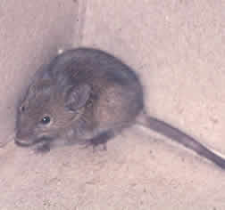 photograph of a house mouse