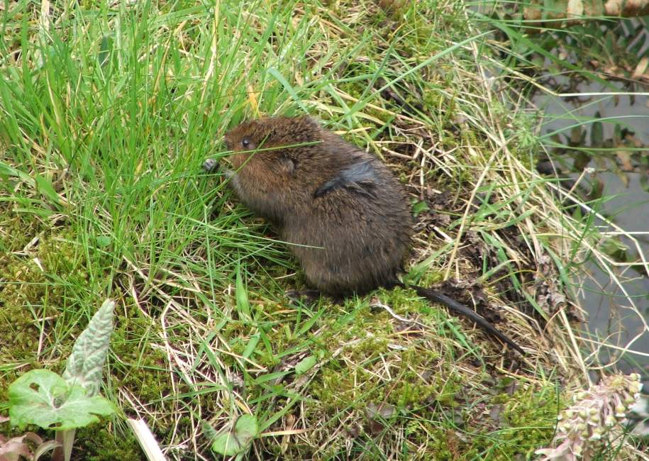 photograph of a water vole