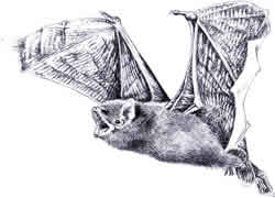 Pipistrelle drawn by Laura Berkeley